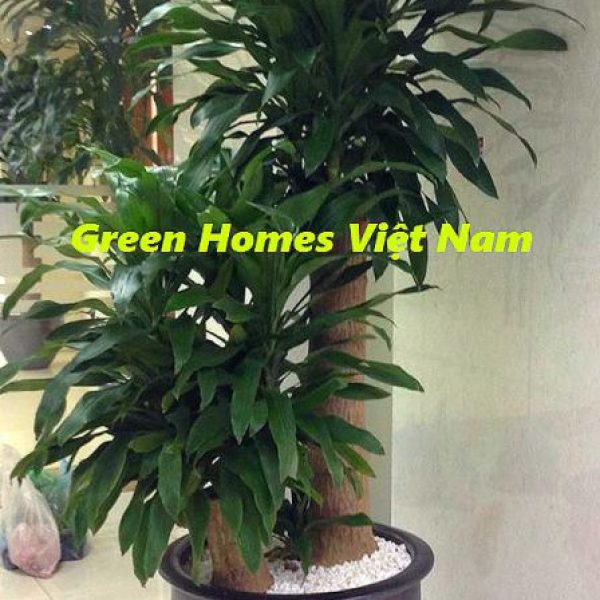 Cây thiết mộc lan gốc to - Green Homes Việt Nam