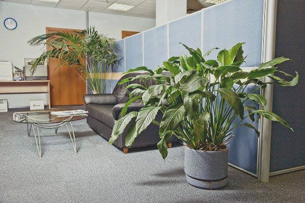 Bài trí cây xanh để tạo vượng khí cho văn phòng