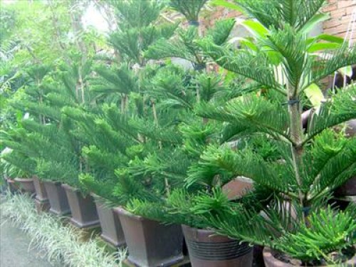 7 loại cây tuyệt đối không được trồng trong nhà để tránh điểm g